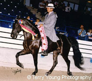 Racking Horse